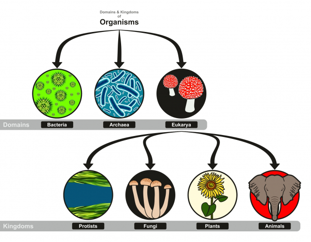 Image of the different kingdoms